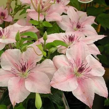 Клематис ‘Pink Fantasy ’ (Clematis ‘Pink Fantasy ’)